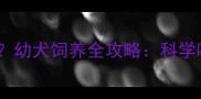 拉布拉多三个月体重多少斤幼犬饲养全攻略科学喂养疫苗与行为训练指南