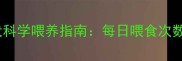 三个月金毛幼犬科学喂养指南每日喂食次数与营养配比全