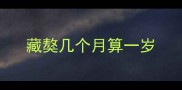 藏獒几个月算一岁