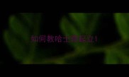 如何教哈士奇起立