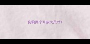 狗狗两个月多大尺寸