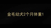 金毛幼犬2个月体重