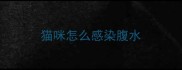 猫咪怎么感染腹水