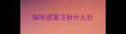 猫咪感冒注射什么针