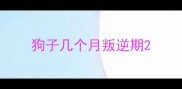 狗子几个月叛逆期
