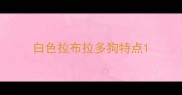 白色拉布拉多狗特点