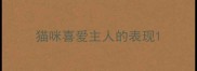猫咪喜爱主人的表现
