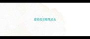 宠物美容雕花染色