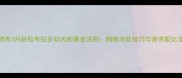 科学喂养3月龄拉布拉多幼犬的黄金法则狗粮泡软技巧与营养配比全攻略
