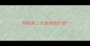 狗狗身上长硬硬的疙瘩