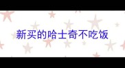 新买的哈士奇不吃饭