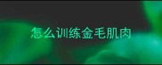 怎么训练金毛肌肉