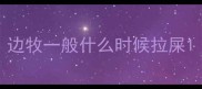 边牧一般什么时候拉屎
