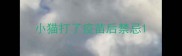 小猫打了疫苗后禁忌