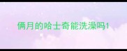 俩月的哈士奇能洗澡吗