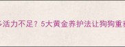 两岁拉布拉多活力不足5大黄金养护法让狗狗重获小火箭体质