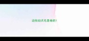 边牧幼犬毛是卷的