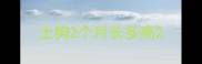 土狗2个月长多高
