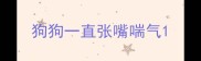 狗狗一直张嘴喘气