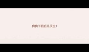 狗狗下奶后几天生