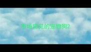 市场常见的宠物狗