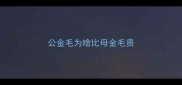 公金毛为啥比母金毛贵