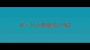 买一只小泰迪多少钱