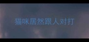 猫咪居然跟人对打