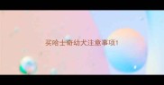 买哈士奇幼犬注意事项