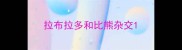 拉布拉多和比熊杂交