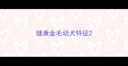 健康金毛幼犬特征