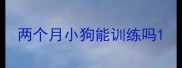 两个月小狗能训练吗