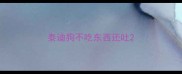 泰迪狗不吃东西还吐