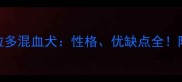 边牧拉布拉多混血犬性格优缺点全附养护指南