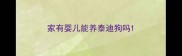 家有婴儿能养泰迪狗吗