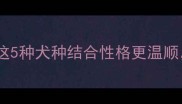 金毛混血后代与这5种犬种结合性格更温顺健康注意事项全