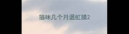 猫咪几个月退虹膜