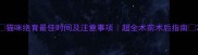 猫咪绝育最佳时间及注意事项超全术前术后指南
