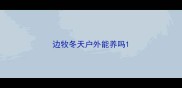 边牧冬天户外能养吗
