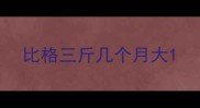比格三斤几个月大