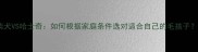柴犬VS哈士奇如何根据家庭条件选对适合自己的毛孩子