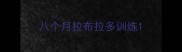 八个月拉布拉多训练