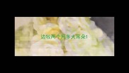 边牧两个月多大耳朵