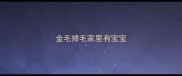 金毛掉毛家里有宝宝