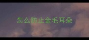 怎么防止金毛耳朵