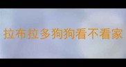 拉布拉多狗狗看不看家