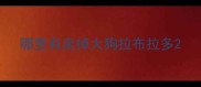 哪里有卖掉大狗拉布拉多