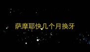 萨摩耶快几个月换牙