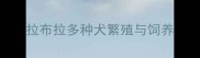 拉布拉多种犬繁殖与饲养