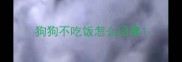 狗狗不吃饭怎么回事